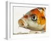 Face of koi fish-Martin Harvey-Framed Photographic Print