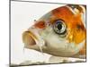 Face of koi fish-Martin Harvey-Mounted Photographic Print