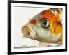 Face of koi fish-Martin Harvey-Framed Photographic Print