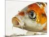 Face of koi fish-Martin Harvey-Mounted Photographic Print
