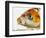 Face of koi fish-Martin Harvey-Framed Photographic Print