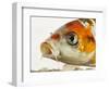 Face of koi fish-Martin Harvey-Framed Photographic Print