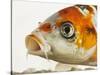 Face of koi fish-Martin Harvey-Stretched Canvas