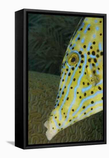 Face of Scrawled Filefish (Aluterus Scriptus)-Stephen Frink-Framed Stretched Canvas