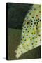 Face of Scrawled Filefish (Aluterus Scriptus)-Stephen Frink-Stretched Canvas