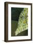 Face of Scrawled Filefish (Aluterus Scriptus)-Stephen Frink-Framed Photographic Print