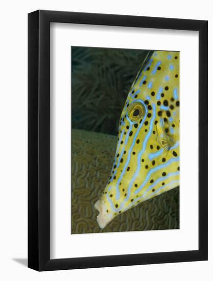 Face of Scrawled Filefish (Aluterus Scriptus)-Stephen Frink-Framed Photographic Print