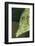 Face of Scrawled Filefish (Aluterus Scriptus)-Stephen Frink-Framed Photographic Print