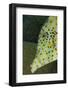 Face of Scrawled Filefish (Aluterus Scriptus)-Stephen Frink-Framed Photographic Print