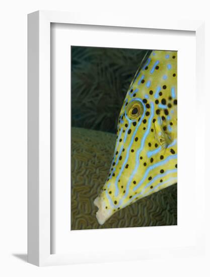 Face of Scrawled Filefish (Aluterus Scriptus)-Stephen Frink-Framed Photographic Print