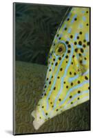 Face of Scrawled Filefish (Aluterus Scriptus)-Stephen Frink-Mounted Photographic Print