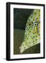 Face of Scrawled Filefish (Aluterus Scriptus)-Stephen Frink-Framed Photographic Print