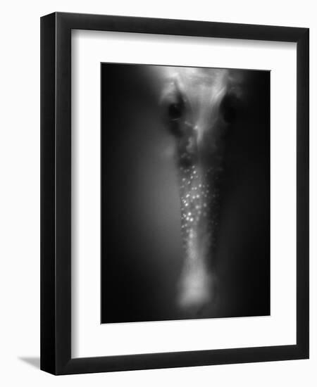 Face of Seahorse-Henry Horenstein-Framed Photographic Print