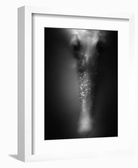 Face of Seahorse-Henry Horenstein-Framed Photographic Print