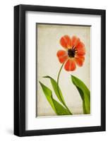 Face of Spring-Judy Stalus-Framed Art Print