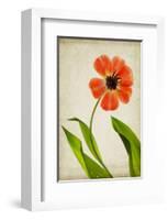 Face of Spring-Judy Stalus-Framed Art Print