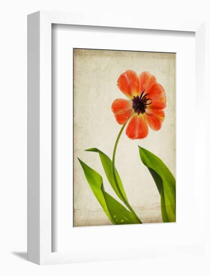 Face of Spring-Judy Stalus-Framed Art Print