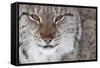 Face Portrait Of A European Lynx (Lynx Lynx), Captive, Norway, February-Edwin Giesbers-Framed Stretched Canvas