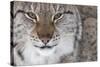 Face Portrait Of A European Lynx (Lynx Lynx), Captive, Norway, February-Edwin Giesbers-Stretched Canvas