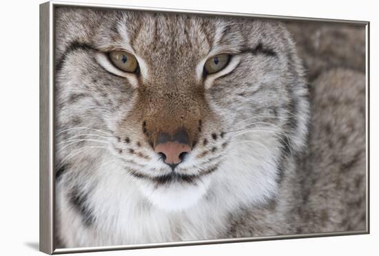 Face Portrait Of A European Lynx (Lynx Lynx), Captive, Norway, February-Edwin Giesbers-Framed Photographic Print