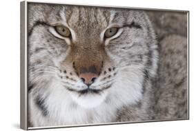 Face Portrait Of A European Lynx (Lynx Lynx), Captive, Norway, February-Edwin Giesbers-Framed Photographic Print