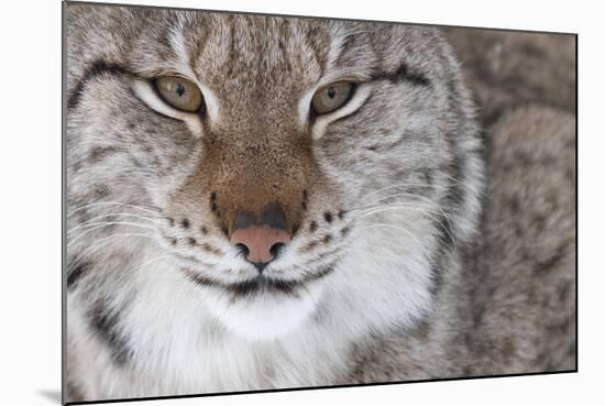 Face Portrait Of A European Lynx (Lynx Lynx), Captive, Norway, February-Edwin Giesbers-Mounted Photographic Print