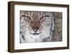 Face Portrait Of A European Lynx (Lynx Lynx), Captive, Norway, February-Edwin Giesbers-Framed Photographic Print