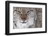 Face Portrait Of A European Lynx (Lynx Lynx), Captive, Norway, February-Edwin Giesbers-Framed Photographic Print