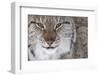 Face Portrait Of A European Lynx (Lynx Lynx), Captive, Norway, February-Edwin Giesbers-Framed Photographic Print