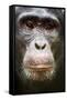Face portrait of male Eastern chimpanzee, Uganda-Eric Baccega-Framed Stretched Canvas