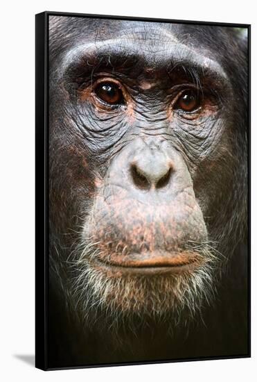 Face portrait of male Eastern chimpanzee, Uganda-Eric Baccega-Framed Stretched Canvas