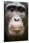 Face portrait of male Eastern chimpanzee, Uganda-Eric Baccega-Stretched Canvas