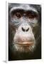 Face portrait of male Eastern chimpanzee, Uganda-Eric Baccega-Framed Premium Photographic Print