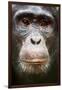 Face portrait of male Eastern chimpanzee, Uganda-Eric Baccega-Framed Premium Photographic Print