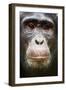 Face portrait of male Eastern chimpanzee, Uganda-Eric Baccega-Framed Premium Photographic Print