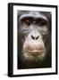 Face portrait of male Eastern chimpanzee, Uganda-Eric Baccega-Framed Premium Photographic Print