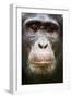 Face portrait of male Eastern chimpanzee, Uganda-Eric Baccega-Framed Premium Photographic Print