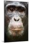 Face portrait of male Eastern chimpanzee, Uganda-Eric Baccega-Mounted Premium Photographic Print