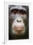 Face portrait of male Eastern chimpanzee, Uganda-Eric Baccega-Framed Premium Photographic Print