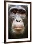 Face portrait of male Eastern chimpanzee, Uganda-Eric Baccega-Framed Premium Photographic Print