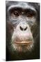 Face portrait of male Eastern chimpanzee, Uganda-Eric Baccega-Mounted Premium Photographic Print