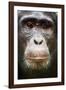 Face portrait of male Eastern chimpanzee, Uganda-Eric Baccega-Framed Photographic Print