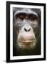 Face portrait of male Eastern chimpanzee, Uganda-Eric Baccega-Framed Photographic Print