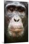 Face portrait of male Eastern chimpanzee, Uganda-Eric Baccega-Mounted Photographic Print