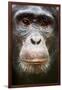 Face portrait of male Eastern chimpanzee, Uganda-Eric Baccega-Framed Photographic Print