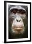 Face portrait of male Eastern chimpanzee, Uganda-Eric Baccega-Framed Photographic Print