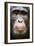 Face portrait of male Eastern chimpanzee, Uganda-Eric Baccega-Framed Photographic Print