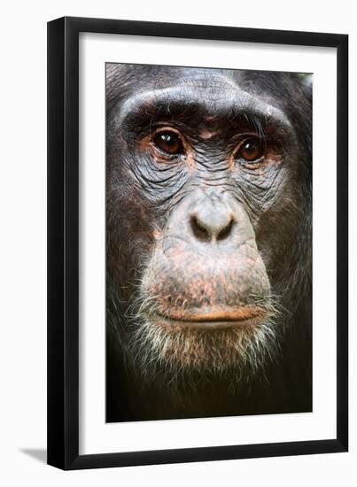 Face portrait of male Eastern chimpanzee, Uganda-Eric Baccega-Framed Photographic Print