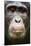 Face portrait of male Eastern chimpanzee, Uganda-Eric Baccega-Mounted Photographic Print