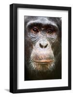 Face portrait of male Eastern chimpanzee, Uganda-Eric Baccega-Framed Photographic Print